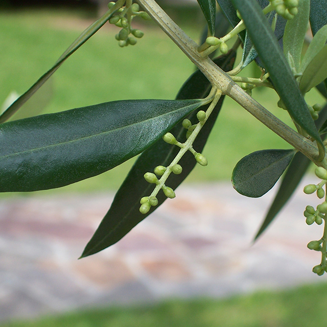 Olive Leaf Tincture