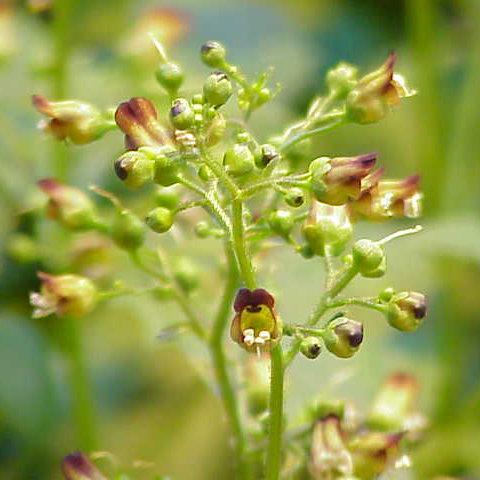 Figwort Tincture